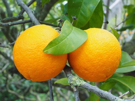 Ода апельсину