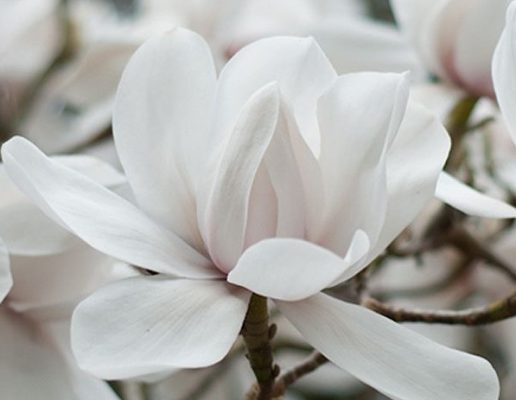 Біла квітка